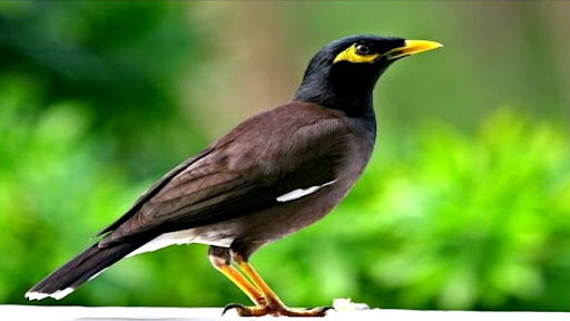 Chim sáo: Đặc điểm, cách chăm sóc và nuôi chim nhanh nói
