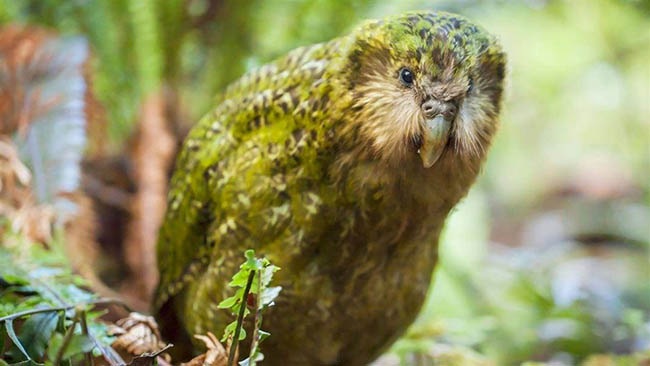 Chim Kakapo