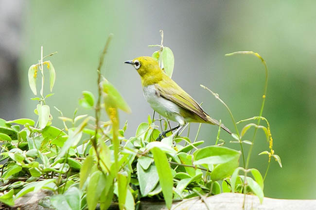 Đã mắt với vẻ đẹp của các loài chim vành khuyên Việt Nam