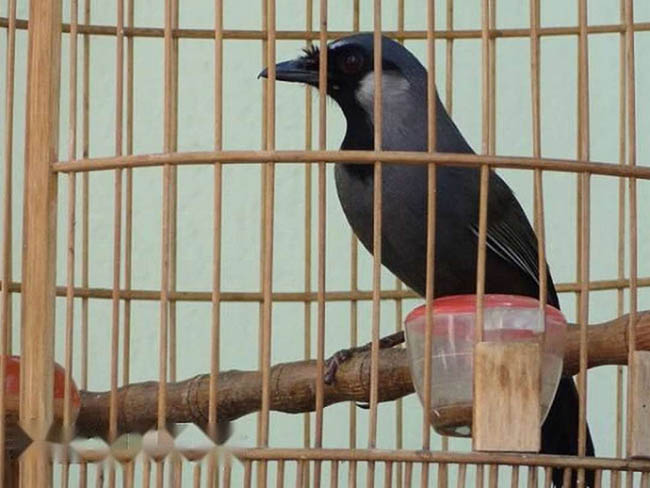 Hướng dẫn cách chăm sóc chim khướu để sống lâu nhất