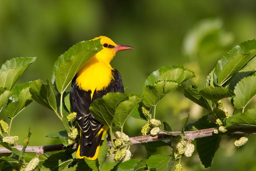 Chim Vàng Anh Trống - Tìm hiểu về giống chim độc đáo này