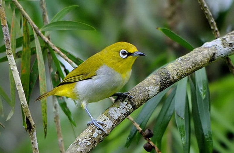 Luyện giọng cho chim vành khuyên hót hay - Nhanh đi đấu số 1 » Lồng Chim  Đất Việt