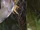 Lưới bẫy chim đêm sợi cước trắng 2.2mm cao 9m 5 dây 4 túi