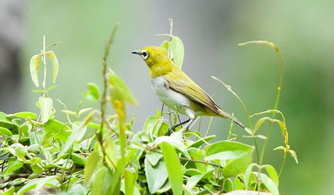 Chim Sâu - Đặc điểm, môi trường sống và cách nuôi