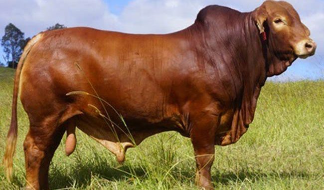 Giá bò giống hiện nay: Biến động và Yếu tố ảnh hưởng đến giá